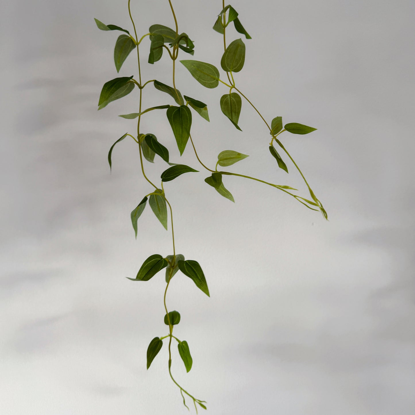 Pothos Hanging Vine