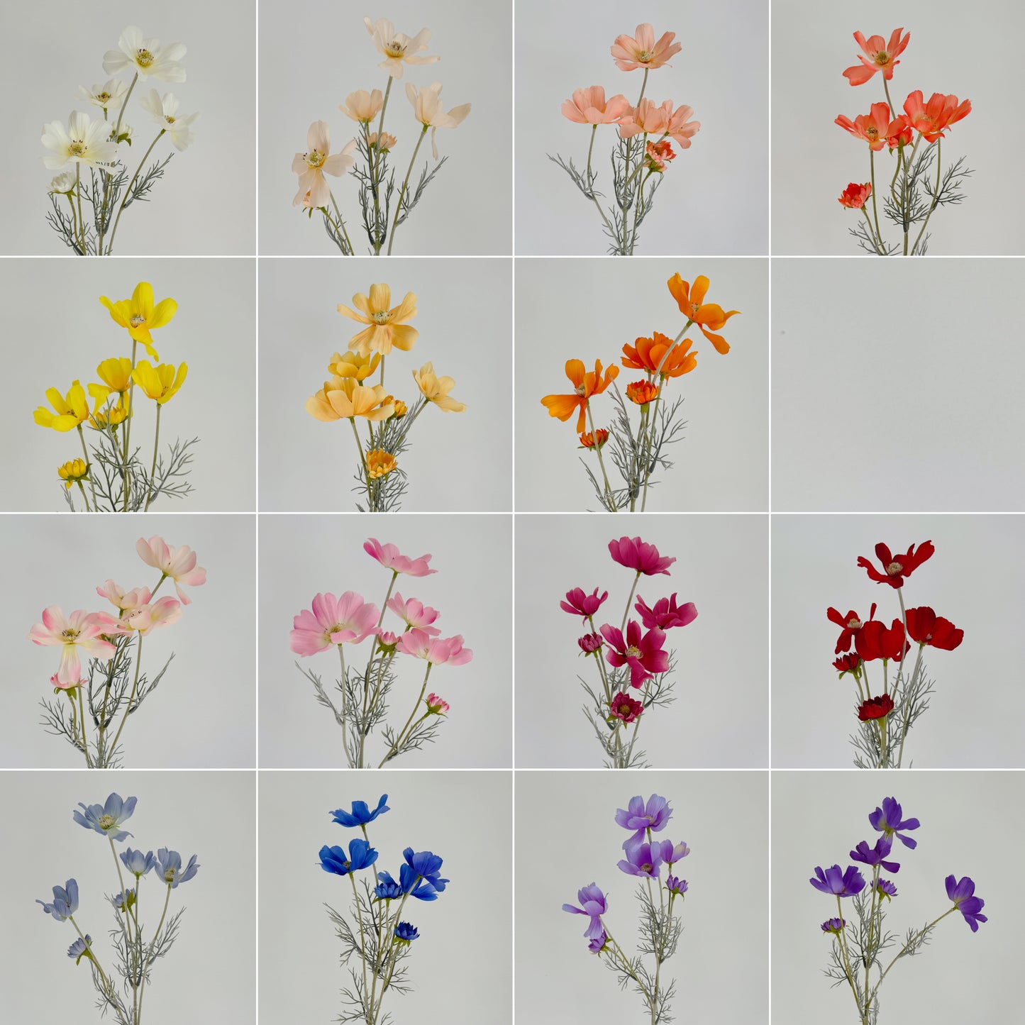 23" 6-Head Cosmos Wild Flower Stem