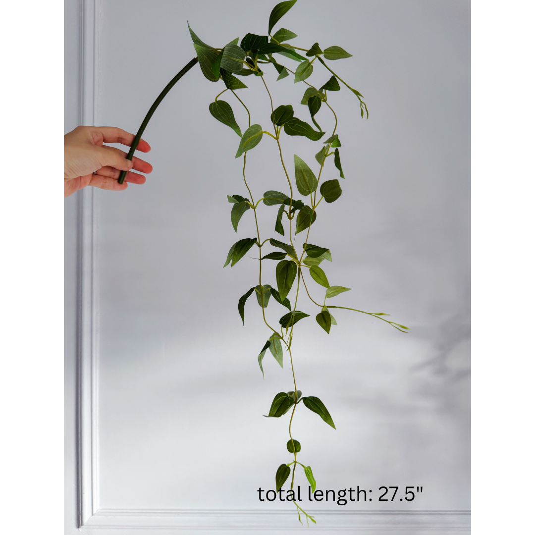 Pothos Hanging Vine
