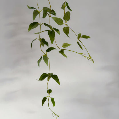 27" Pothos Hanging Vine