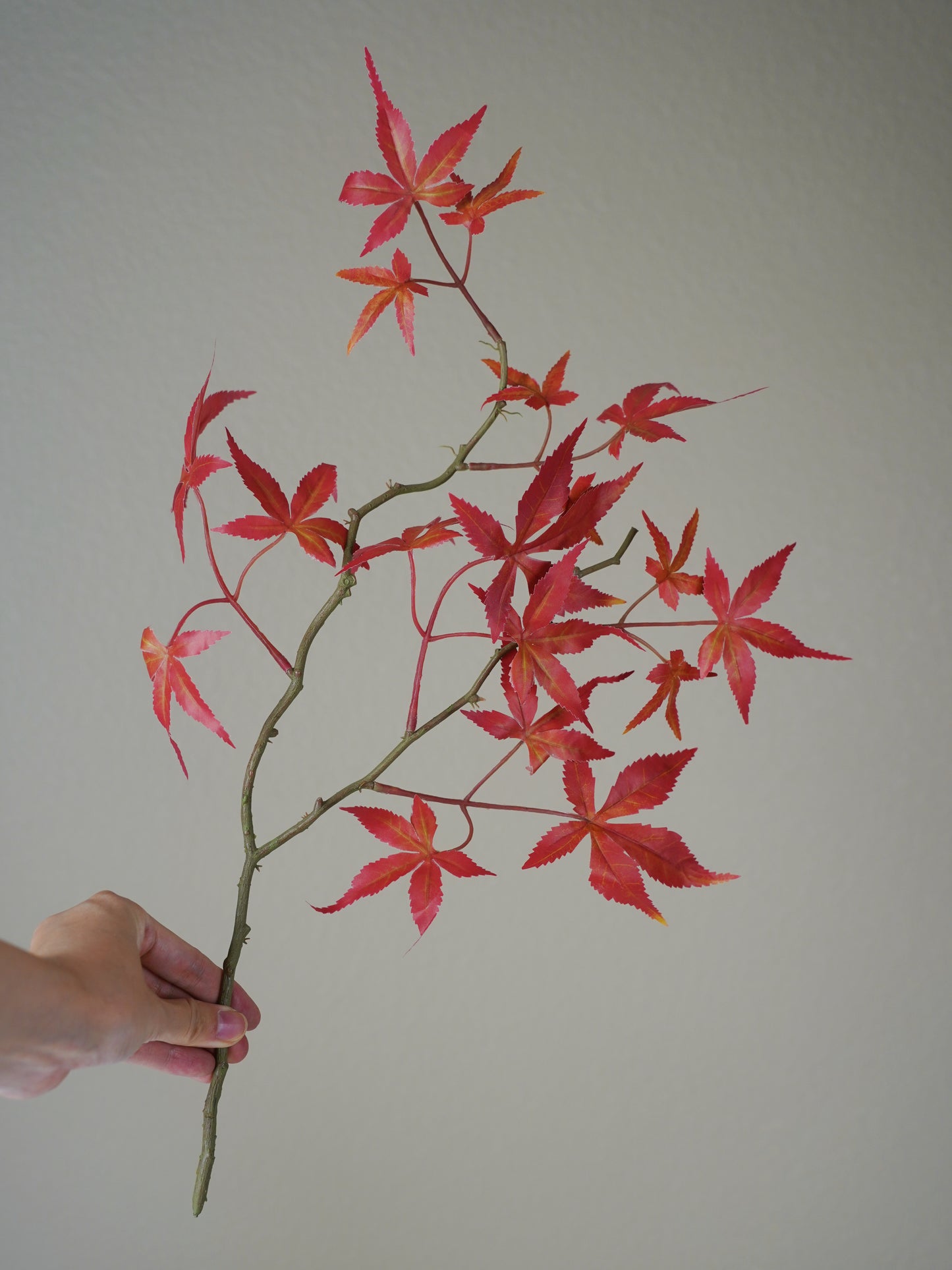 Japanese Red Maple Leaf Branch