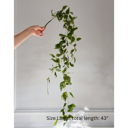 Pothos Hanging Vine